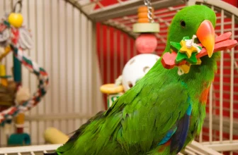 How Do I Introduce New Toys and Accessories to My Birds Cage?